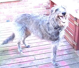 Nero frolicking on the deck