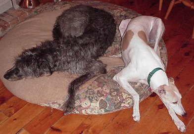 Nero and Melly sharing a dog bed