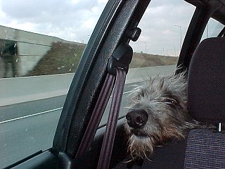 Nero riding in the car to OVC