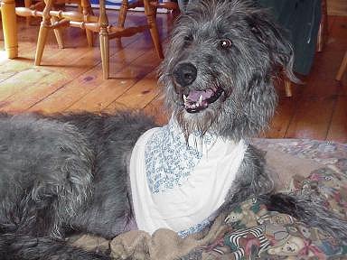 Nero with his new bandage