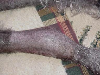 Nero's tumor, close-up