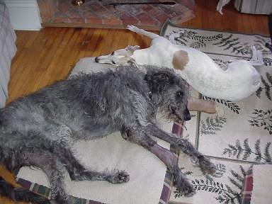 Nero with shaved leg showing his tumor