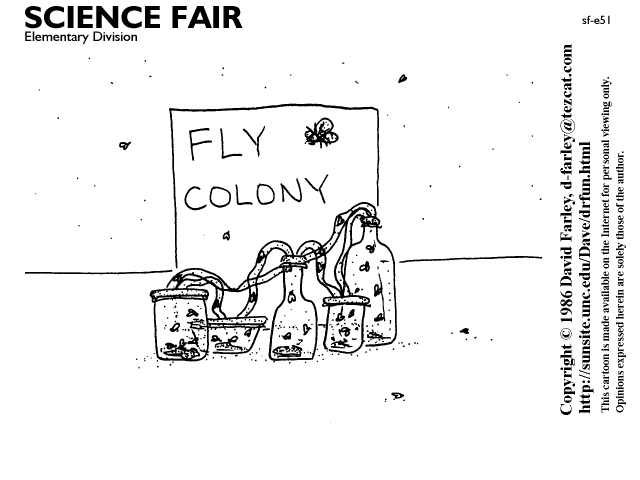 Fly colony