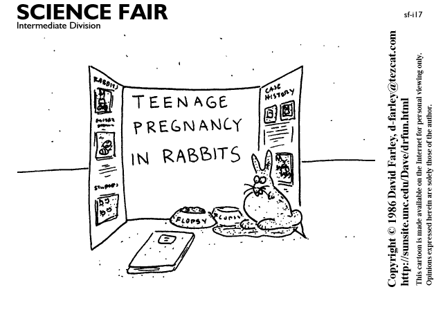 Teenage pregnancy in rabbits